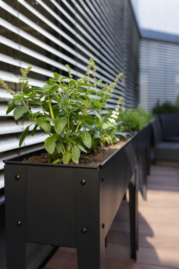 Grüne Kräuter im Topf auf der SPÄH-Terrasse