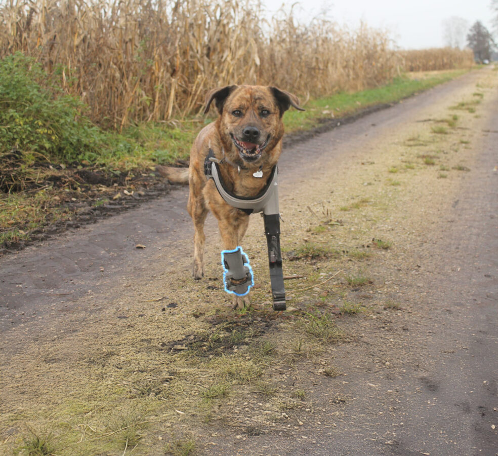 Hund Lena mit Orthese von Späh